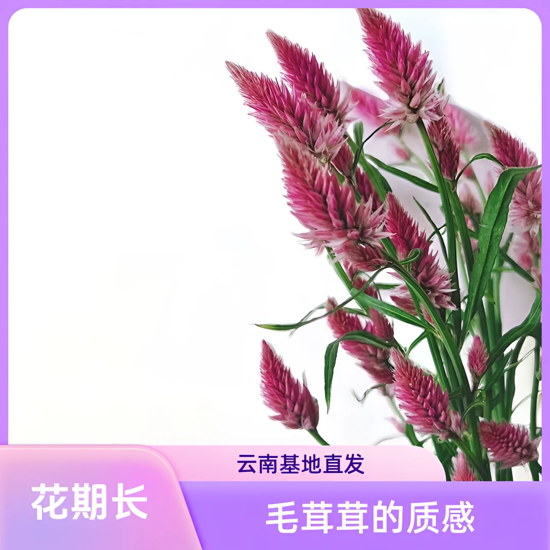 【馨之艺花卉】澳洲狐尾可爱的化身毛茸茸的质感花期长云南基地直发