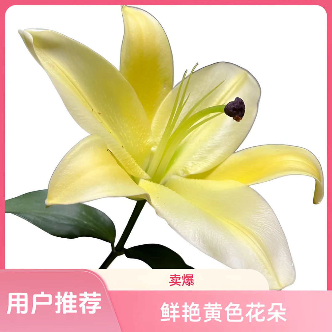 【馨之艺花卉】黄天霸双头百合浓郁香水百合云南鲜花直发顺丰包邮