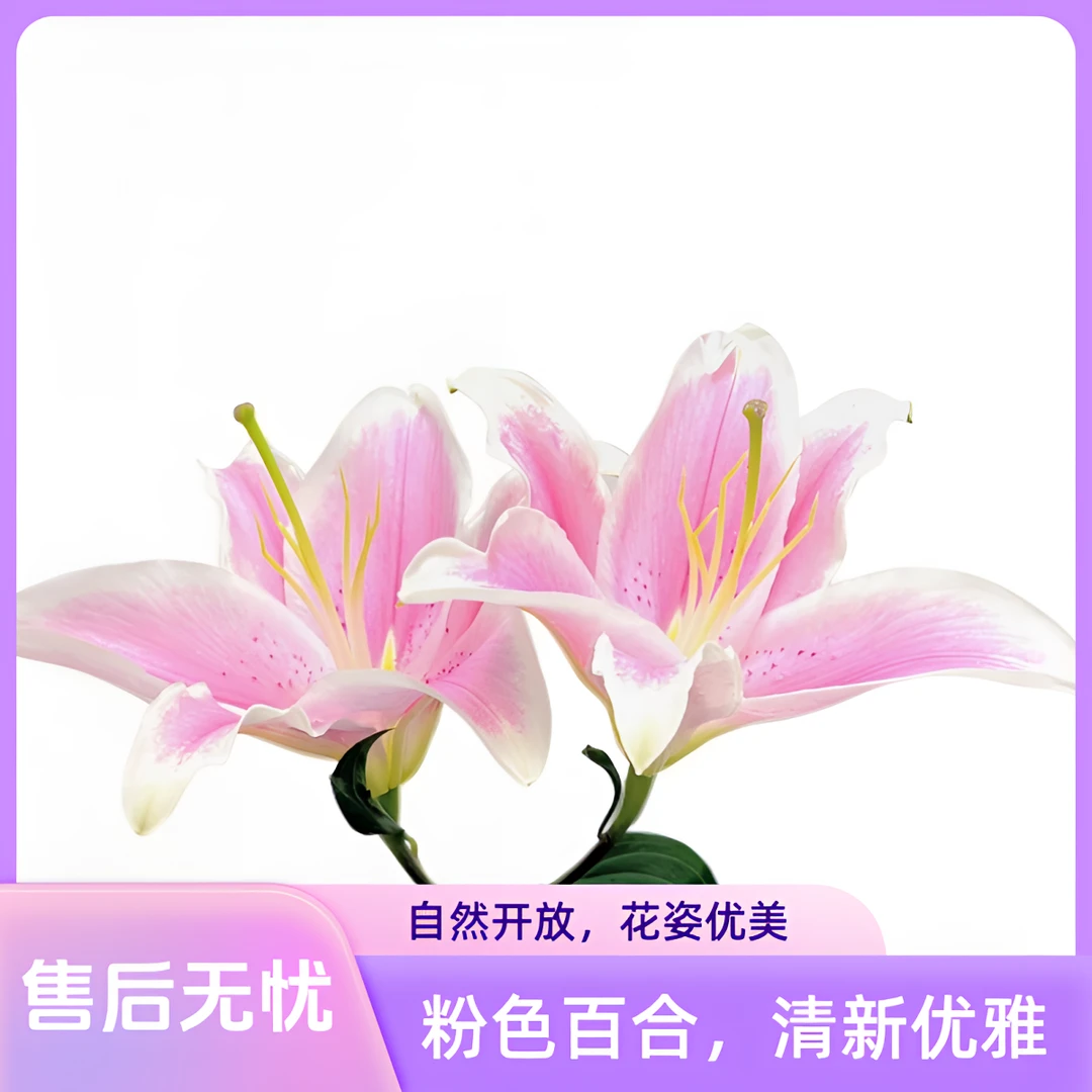 【馨之艺花卉】索尔邦百合淡香性选手 花期长 云南鲜花直发顺丰包邮