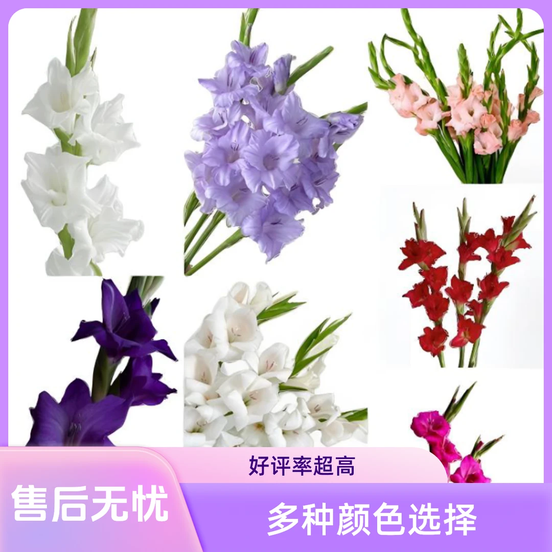 【馨之艺花卉】剑兰整体形状较高 颜色丰富 云南鲜花直发 顺丰包邮