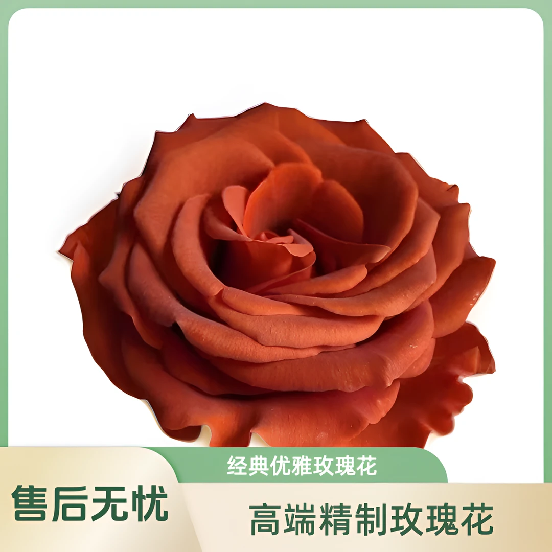 【馨之艺花卉】杏仁酒玫瑰酒杯花型 复古色系花瓣厚实 云南基地直发