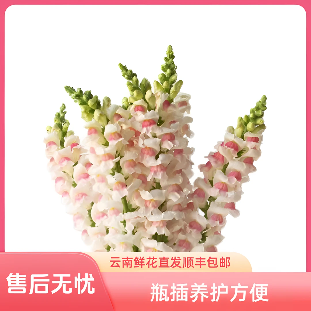【馨之艺花卉】新鲜鲜花金鱼草 颜色丰富鲜艳 云南鲜花直发顺丰包邮