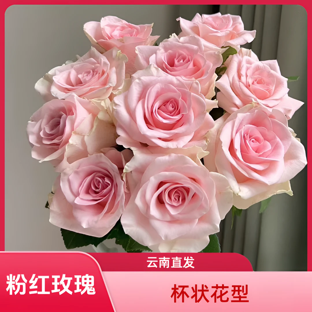 【馨之艺花卉】粉红雪山单头玫瑰 杯状花型 浅粉色系 云南鲜花直发