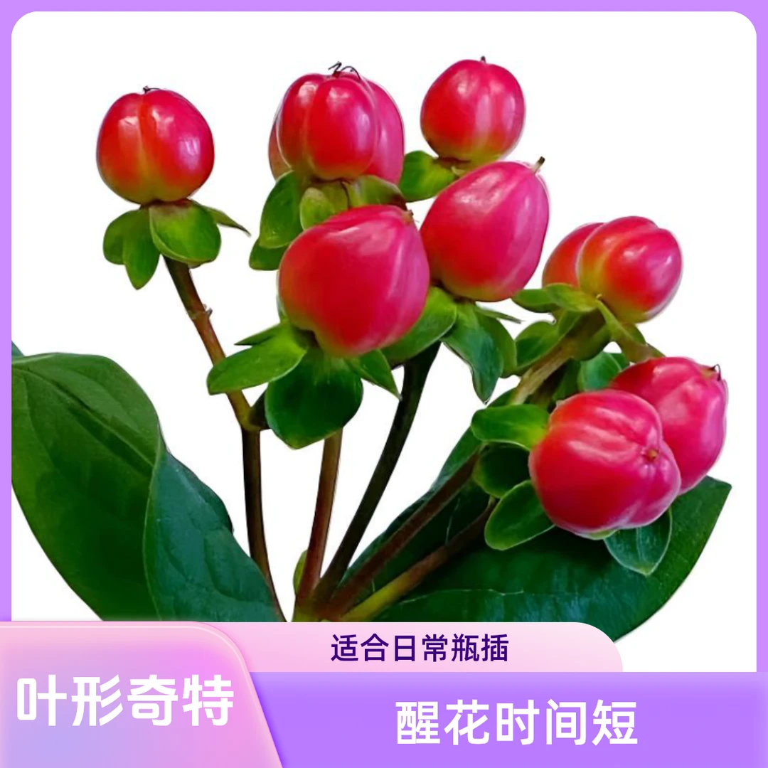 【馨之艺花卉】火龙珠 红色相思豆 鲜艳夺目 云南鲜花直发顺丰包邮