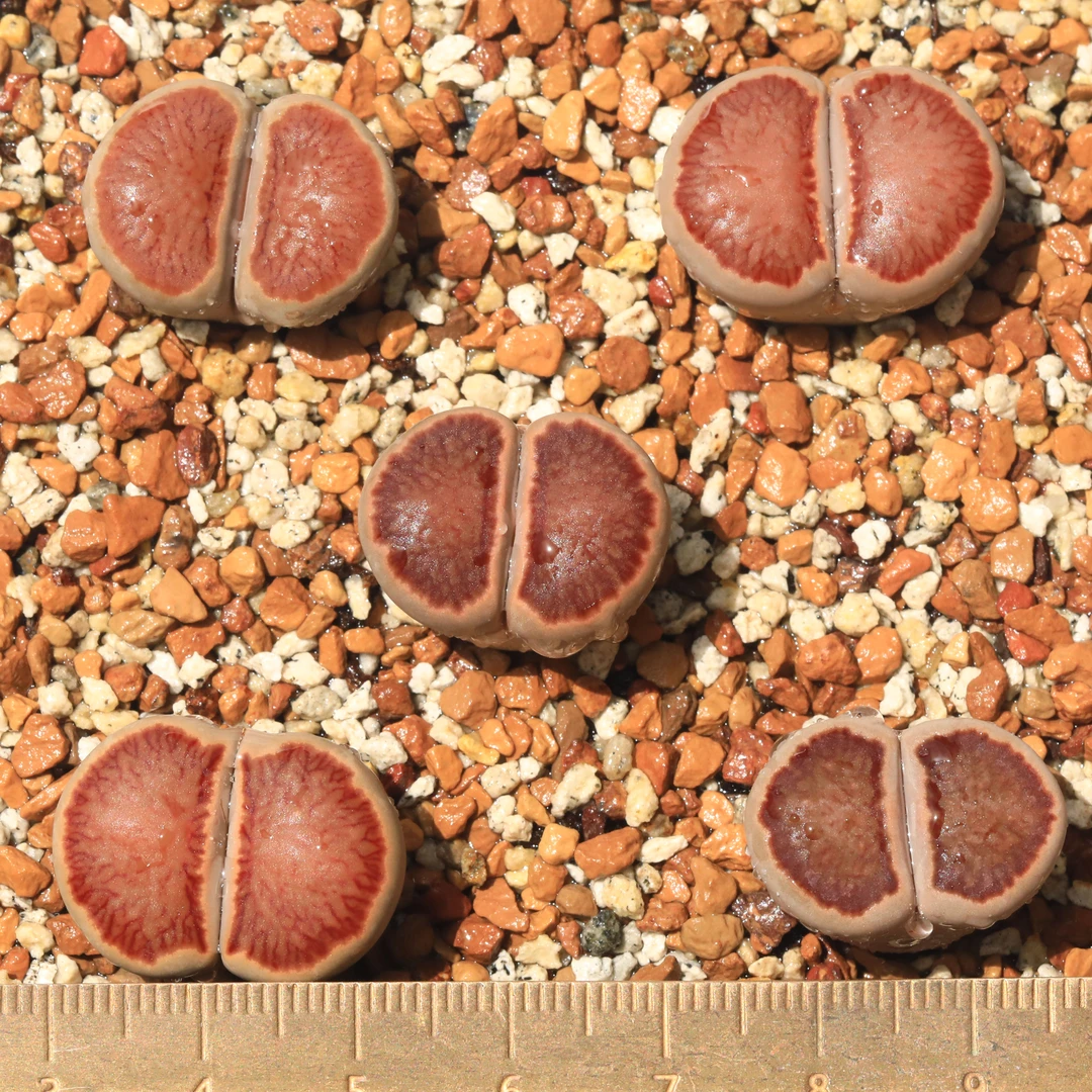 量拍一组5个包邮/红窗菊四年母本菊章玉岛田生石花番杏多肉植物