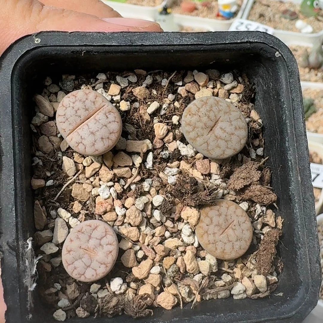 E770拿铁化荒杂混合三年偏小