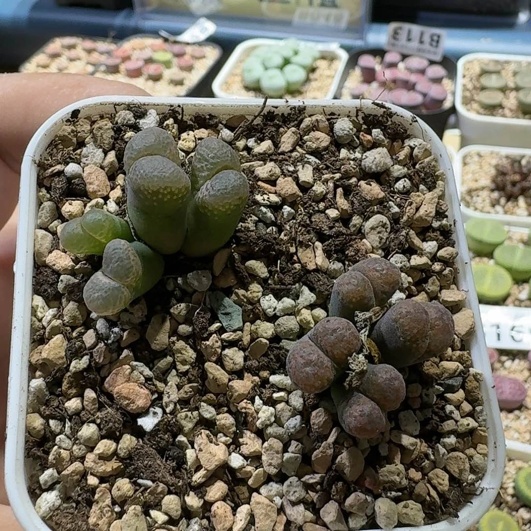 E173风铃杂交混合母本多肉