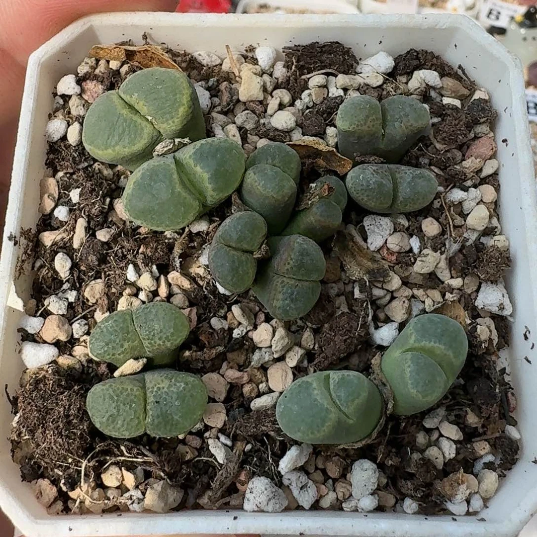 B699风铃杂交混合母本多肉