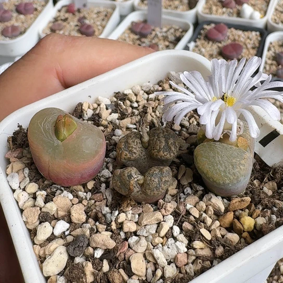 E281毛汗尼勋章风铃老母本多肉