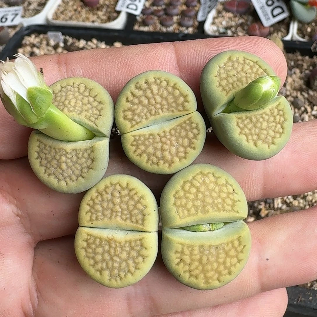 E020侧面微瑕黄绿巴里杂二代四年