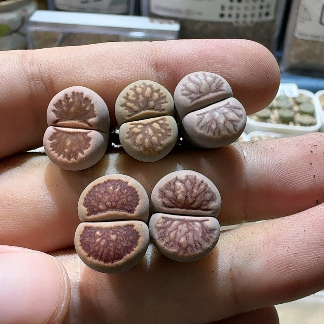 B267美菊三年混合多肉