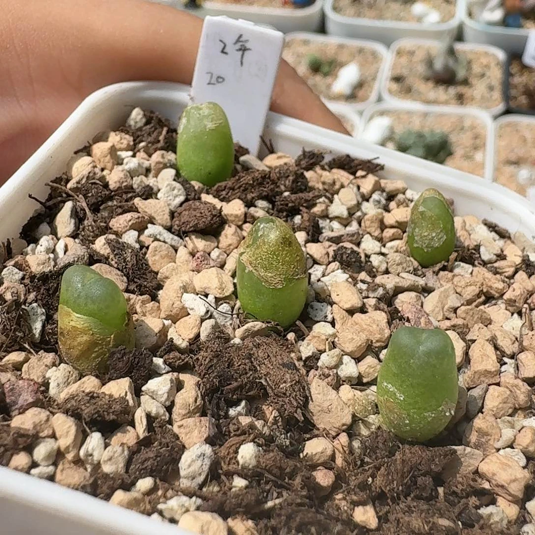 E793日系拉登两年偏小多肉
