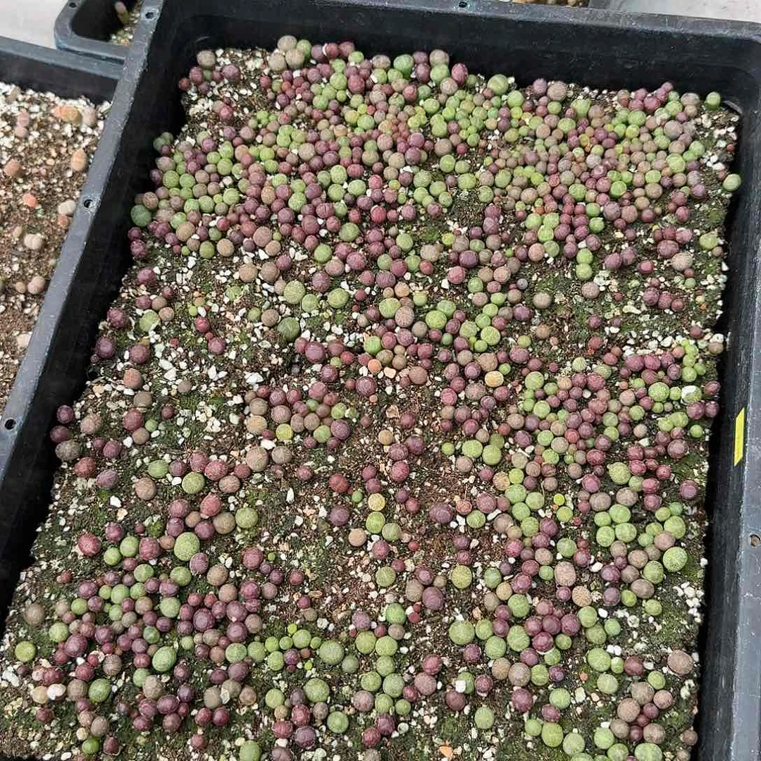 D968酒红和绿紫勋混合一年