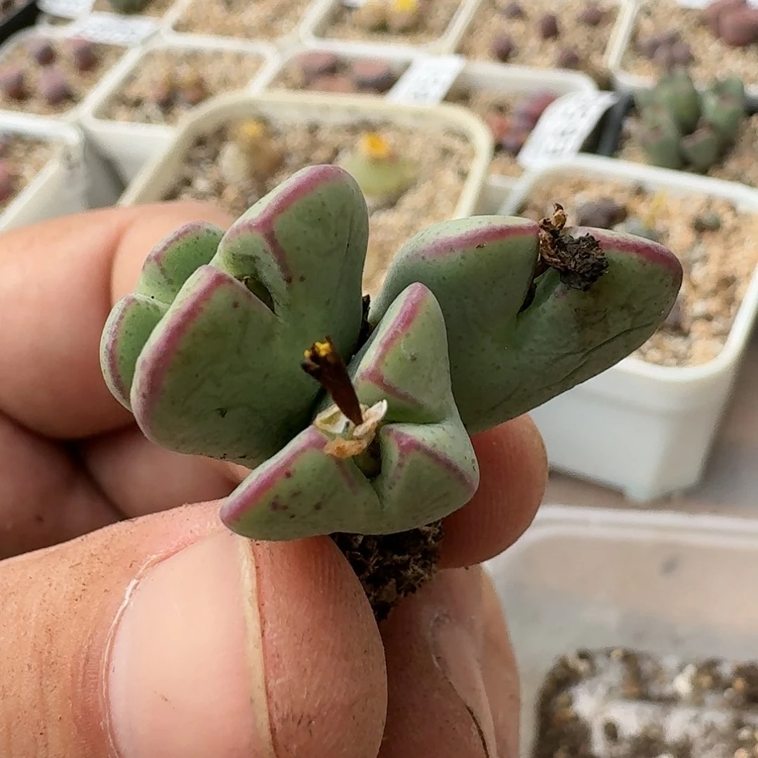 E957少将杂交母本多肉