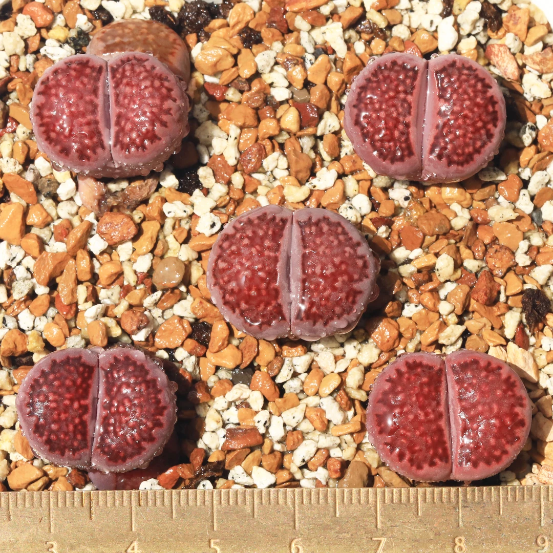 量拍一组5个包邮/红丝绒紫菊半退化偏网纹三年生石花番杏多肉