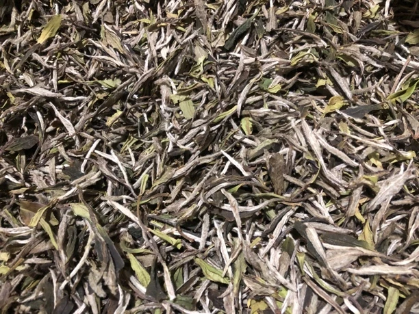 福鼎白茶核心产区管阳2022年特级白牡丹