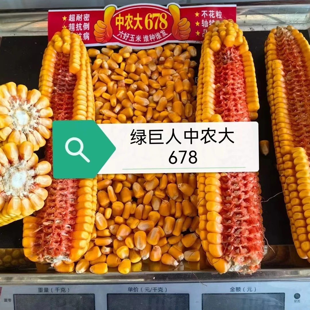 绿巨人中农大678 国审玉米种子 红轴 抗倒伏 抗锈 耐高温