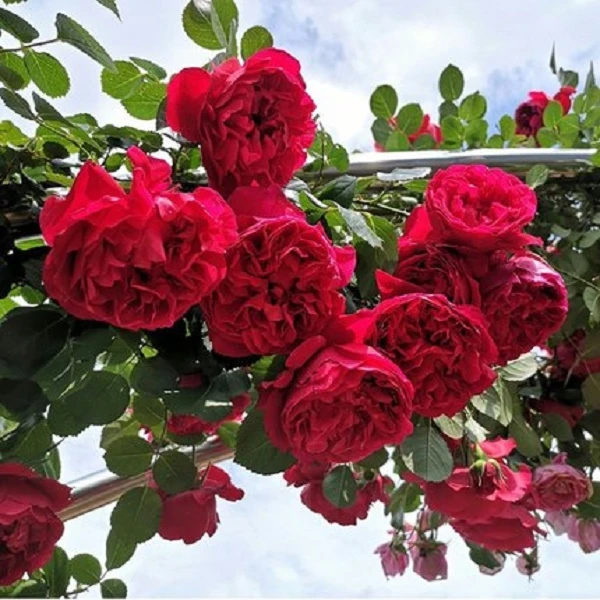 0【蒂娜】藤本月季花苗当年开花月季花南北方栽培阳台庭院