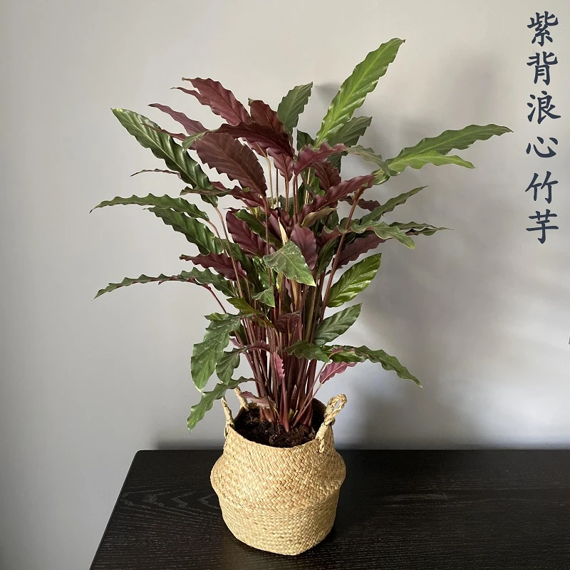 波浪紫背竹芋网红桌面植物水培好养室内喜阴办公室吸甲醛稀有观叶