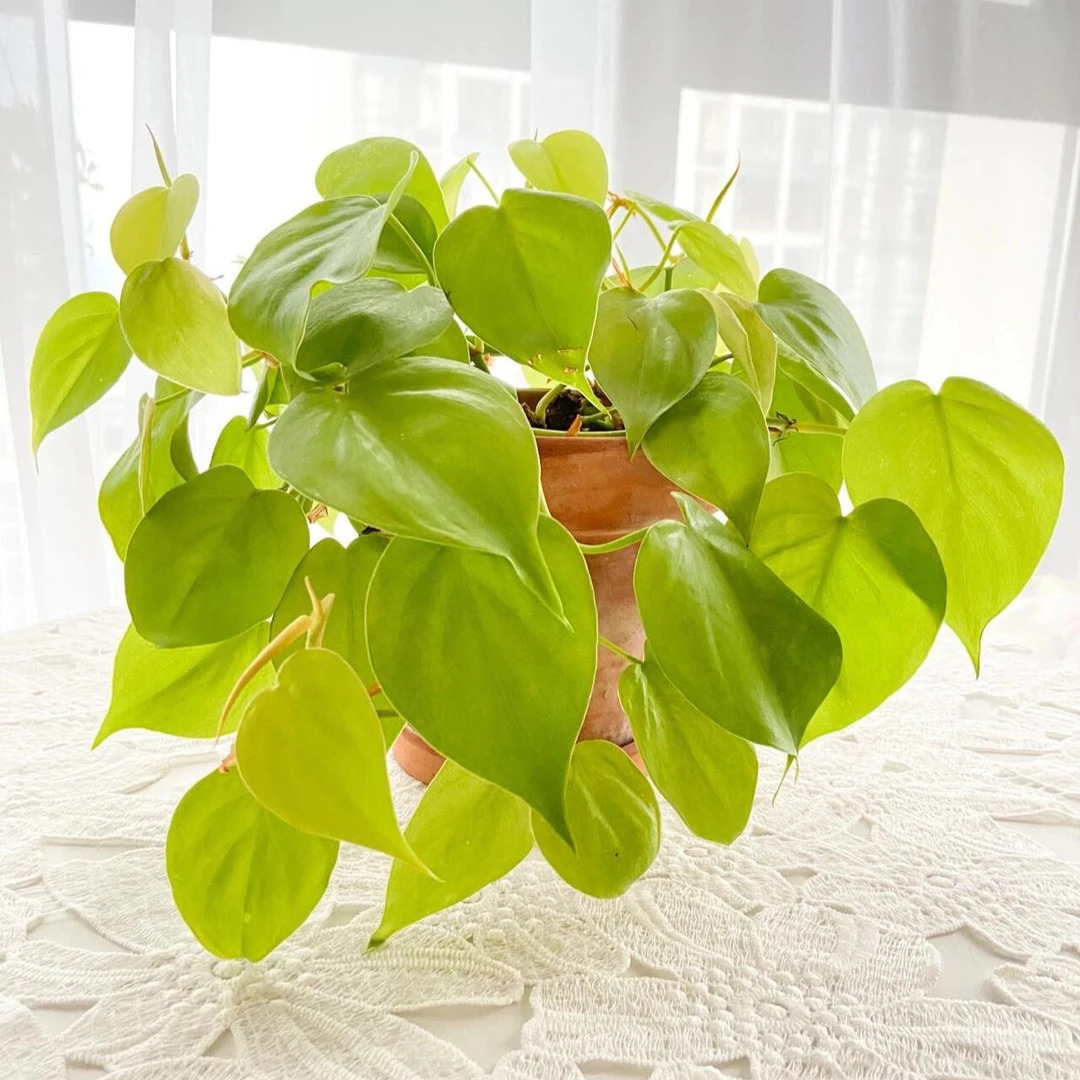 生长蔓绿绒柠檬色心型叶片热带阳台绿植物盆栽进口网红黄金绿萝