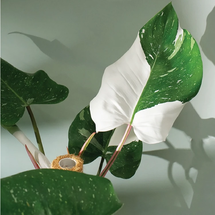 白巫师蔓绿绒白绿相间白骑士锦化观叶植物白公主新手绿植盆栽室内