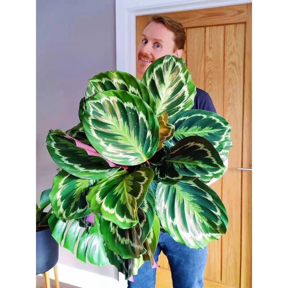 彩虹竹芋盆栽室内办公桌面好养耐阴绿植净化空气四季常青观叶植物