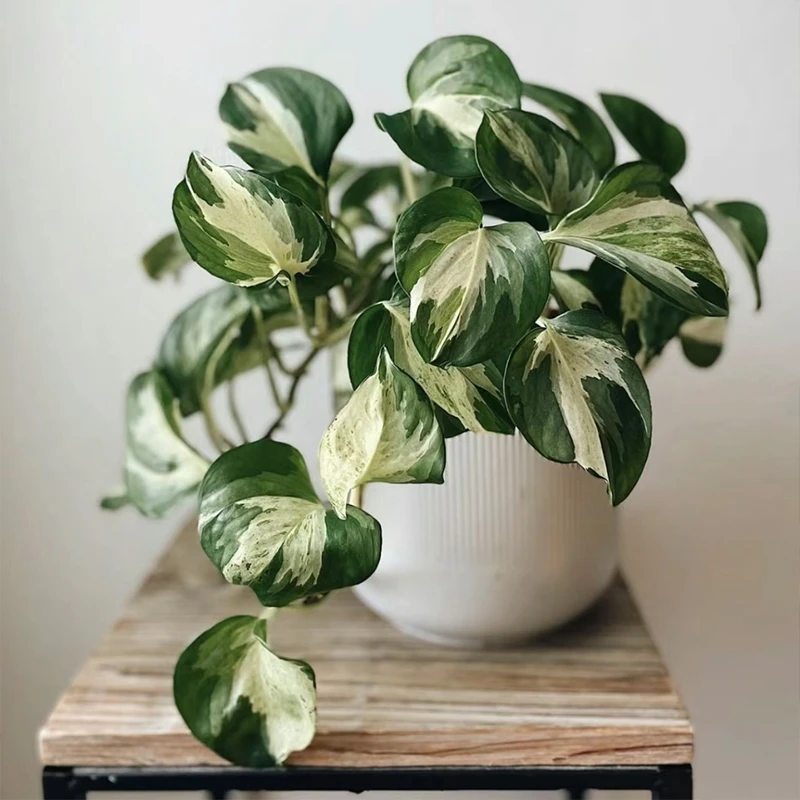 快乐叶子油画花叶绿萝网红观叶植物垂吊爬藤室内客厅阳台净化空气