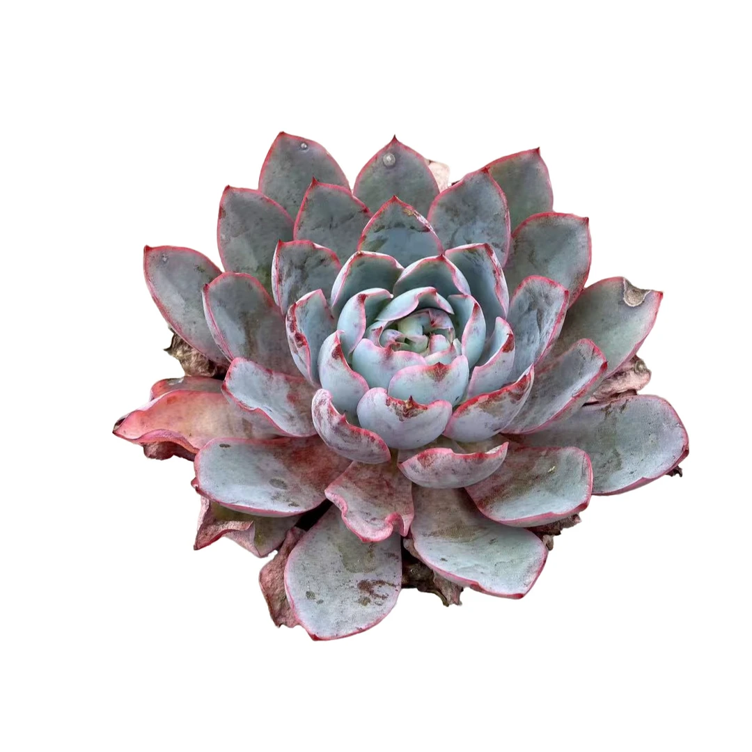 小白杯单头赫拉多肉优选精选发货种植售后基地自产自销摆放根系