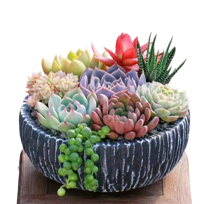 组合链接多肉植物优选精选发货种植基地自产自销根系鲜活