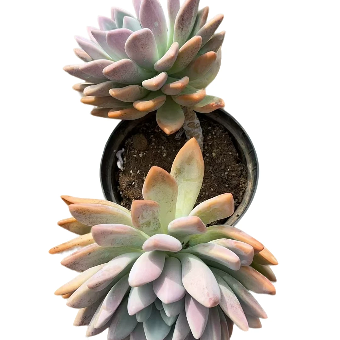 大号多头奥普多肉优选精选发货种植售后基地自产自销摆放根系