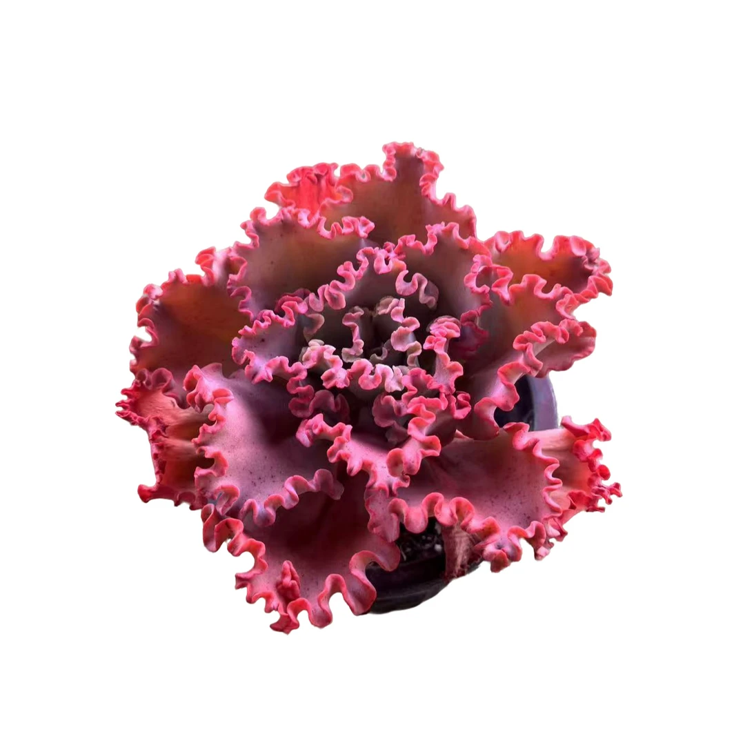 小黑杯女王花笠多肉植物精选发货种植售后基地自产自销优选根系