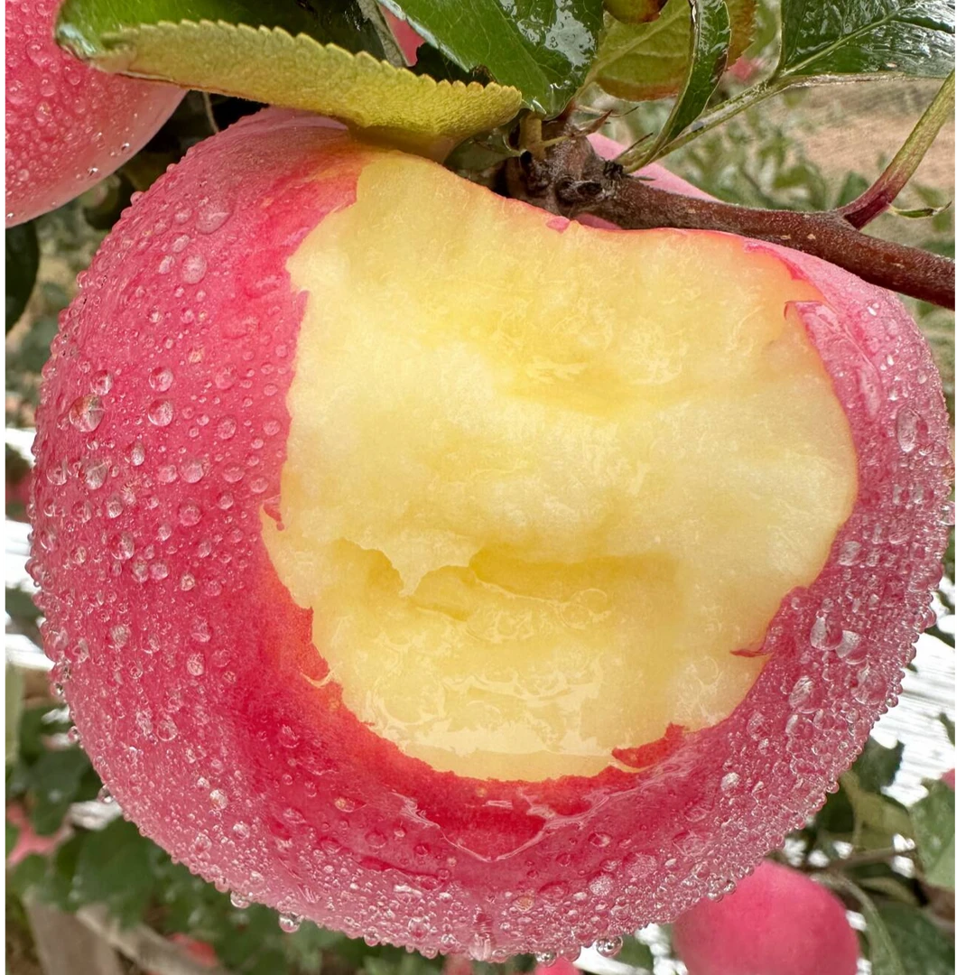 【顺丰快递】陕西洛川红富士苹果2/4.5/8.5斤装 脆甜多汁 新鲜水果