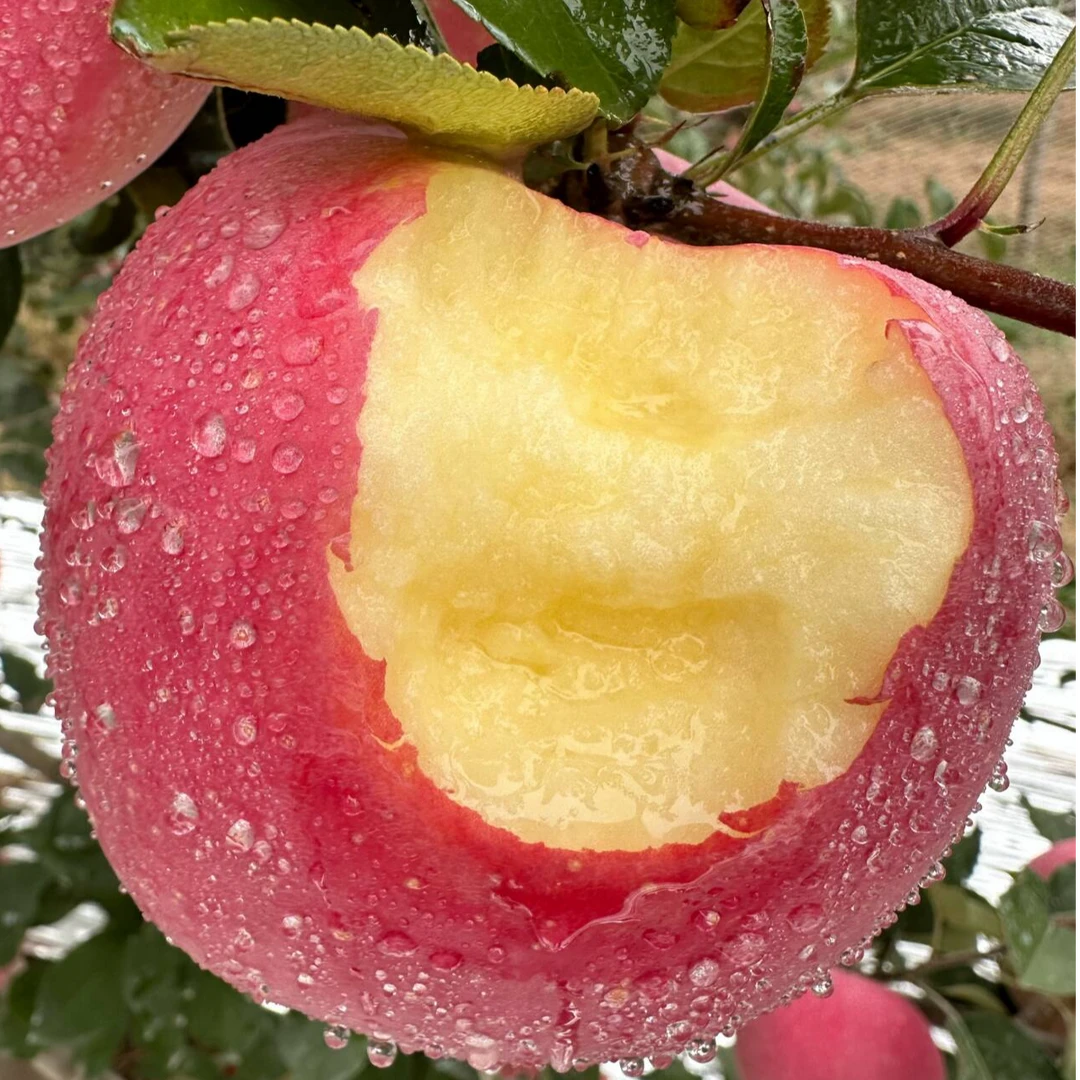 陕西洛川洛川红富士苹果 2-4.5-8.5斤装 脆甜多汁 新鲜水果