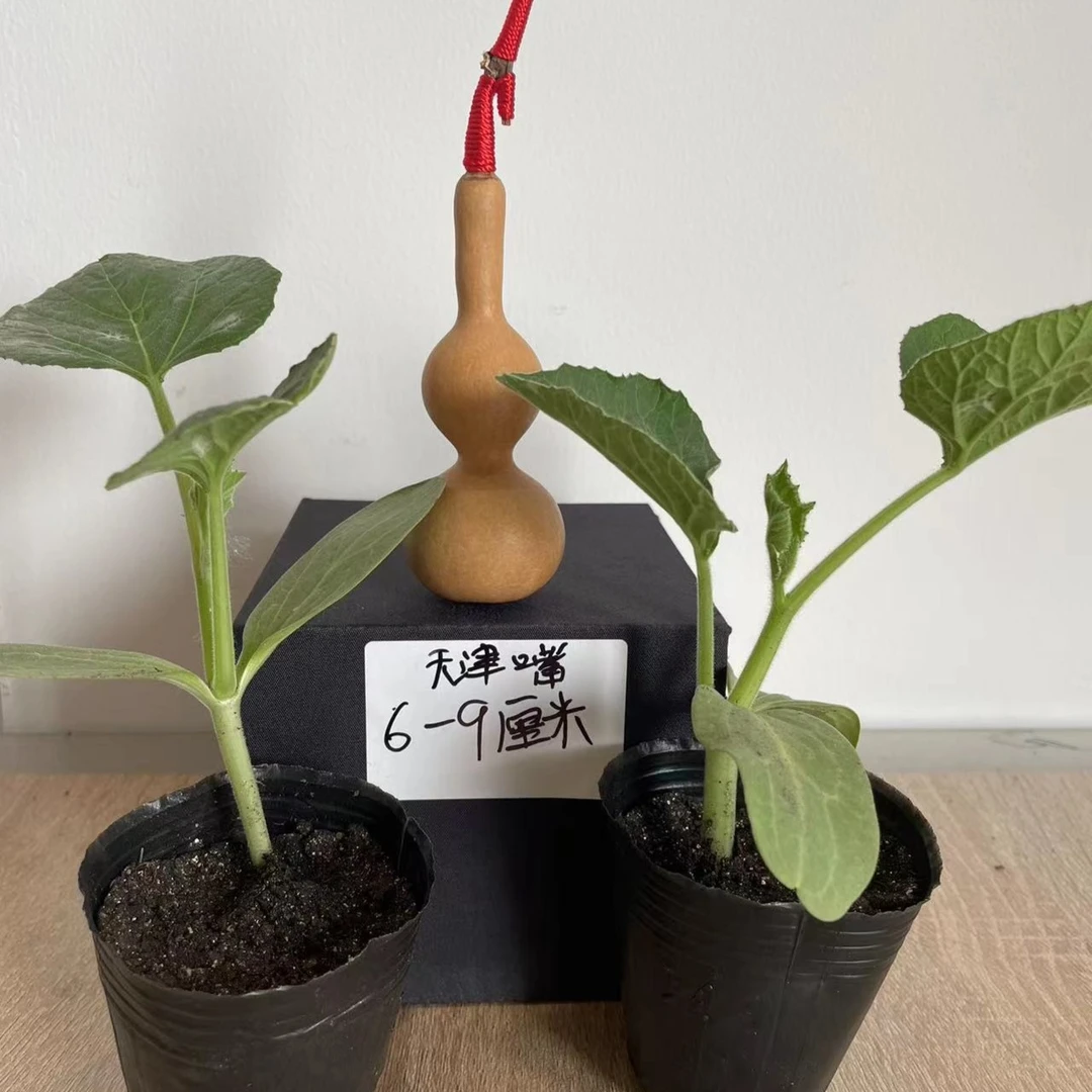 春季爆款小手捻葫芦苗文玩葫芦苗盆栽葫芦秧苗