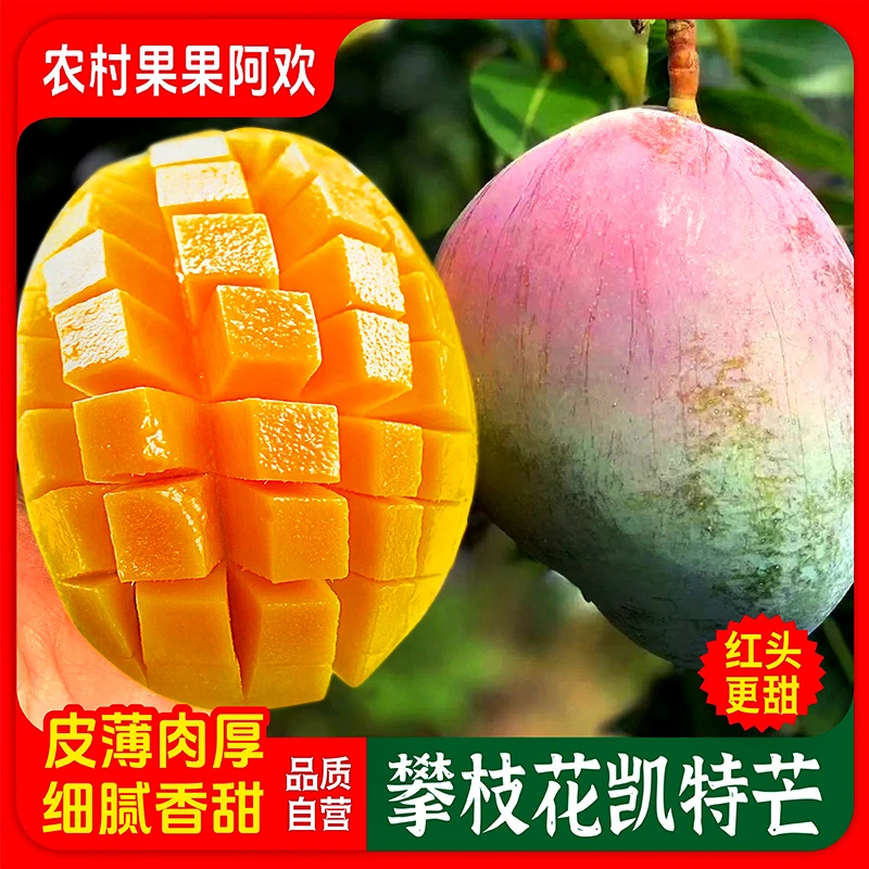 阿欢【向阳红头果这个更香甜】攀枝花凯特芒香甜多汁芒果5-9斤