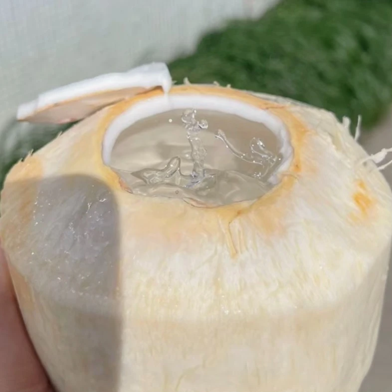 鳄鱼牌香水椰青（1个大果），需要开孔的话请下单备注，可开大孔或者小孔（无备注默认不开孔）