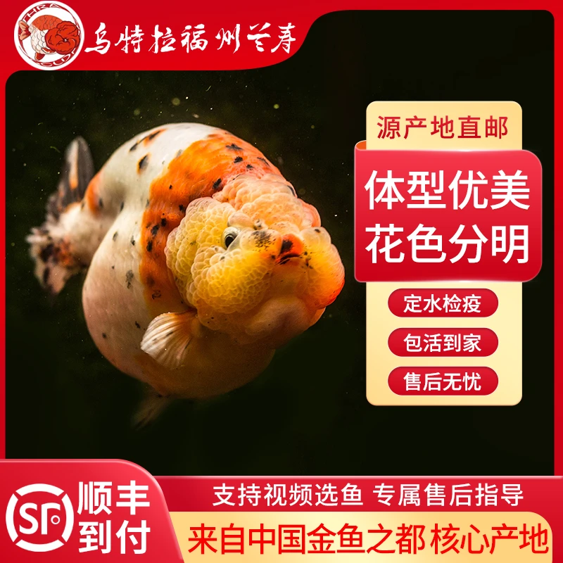 乌特拉精品兰寿10~100【直播选鱼链接，请勿私拍】邮费均为顺丰到付