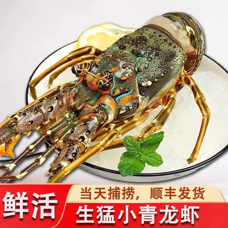 活发野生小青龙活发大龙虾包鲜包肥（单只6-8两） 顺丰包邮鲜嫩捕捞