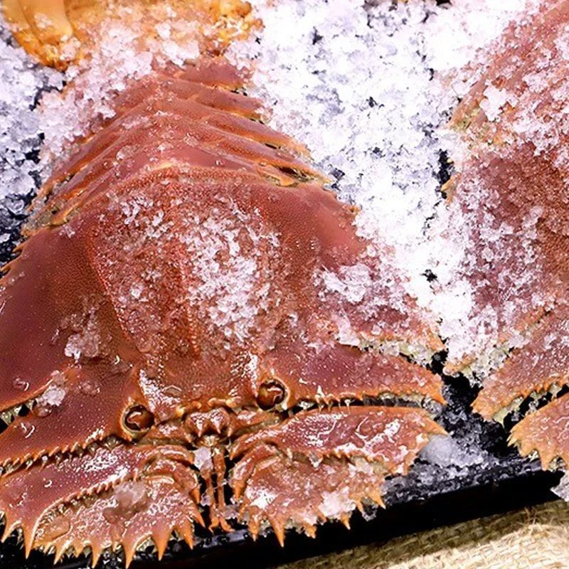 【单个6两起】超大琵琶虾鲜活发货包鲜包肥不包活肉质细嫩野生海捕