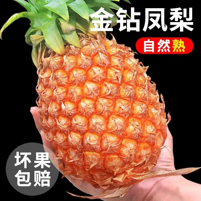 海南正宗金钻凤梨5斤/8斤 树熟17号凤梨 新鲜现摘现发香甜美味