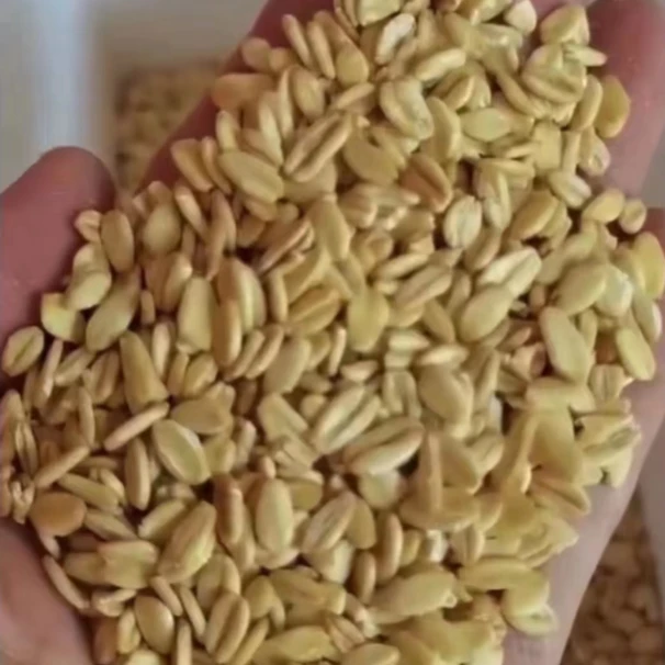 新鲜燕麦片 2斤/袋