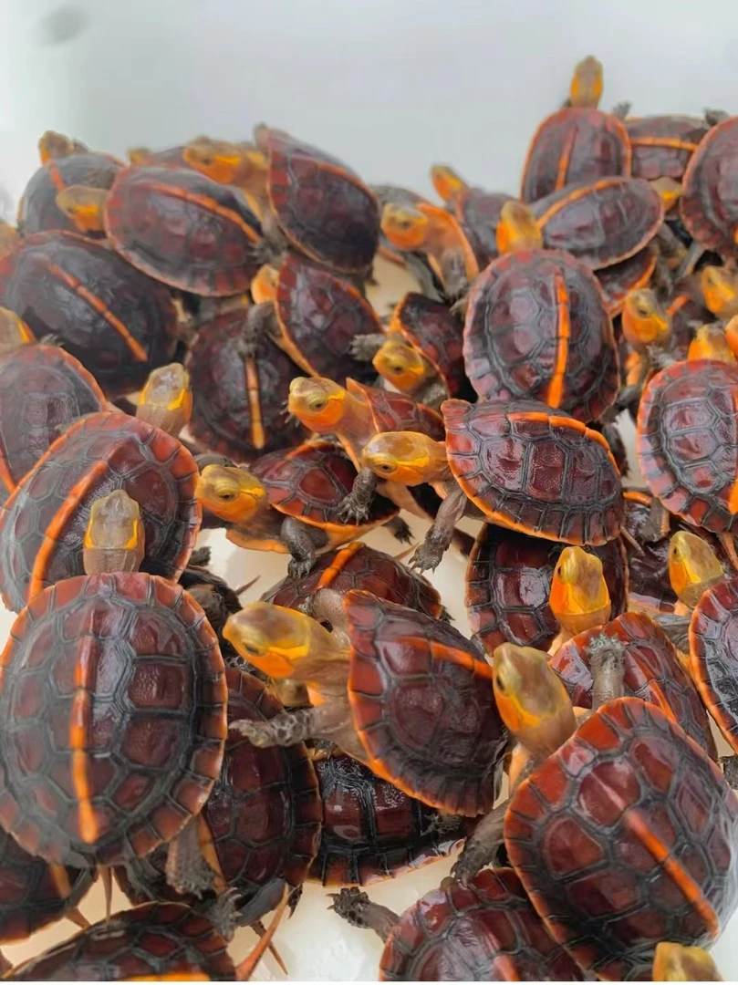 纯种安徽皖南一代安缘宠物龟