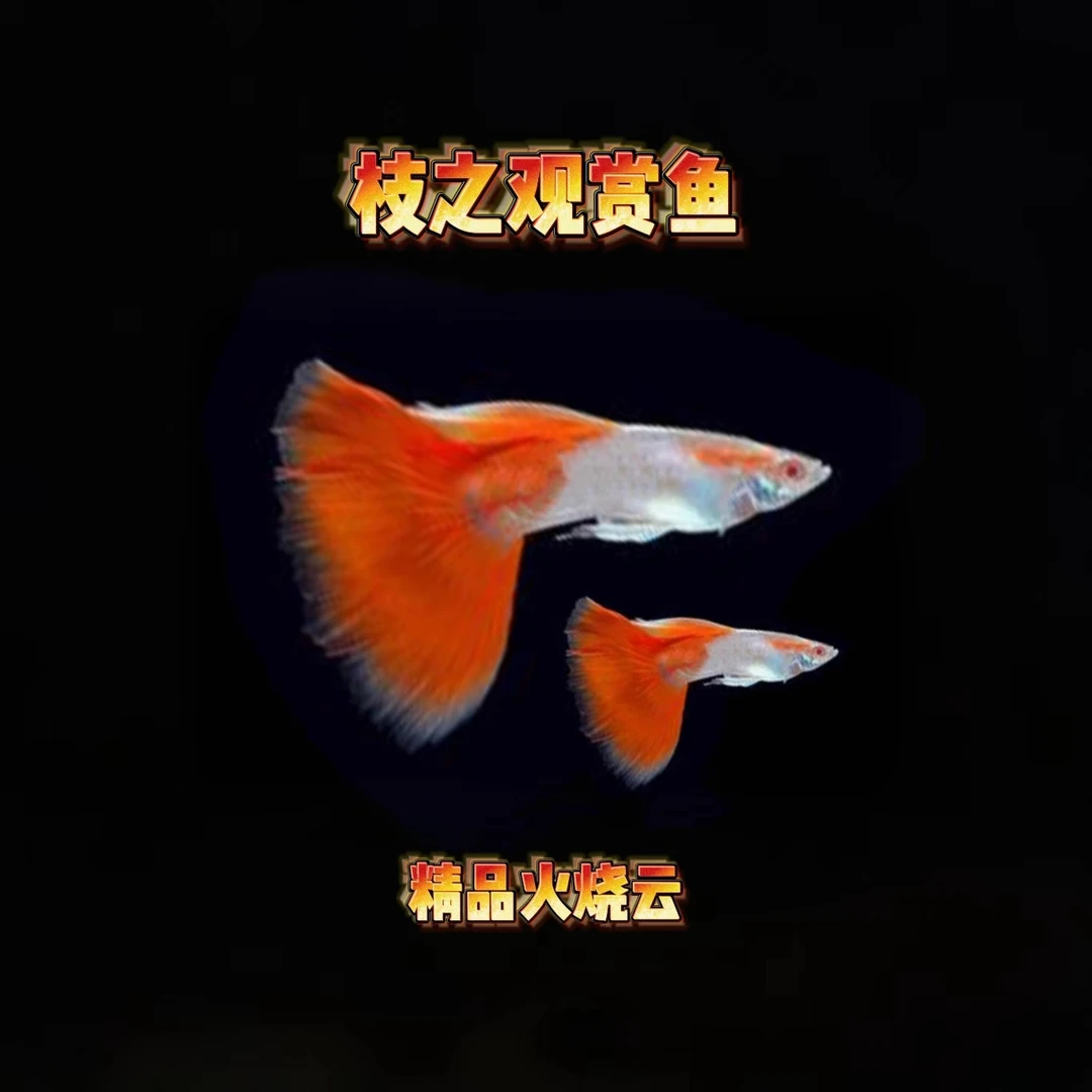 【精品孔雀鱼】火烧云亚成（全公鱼）