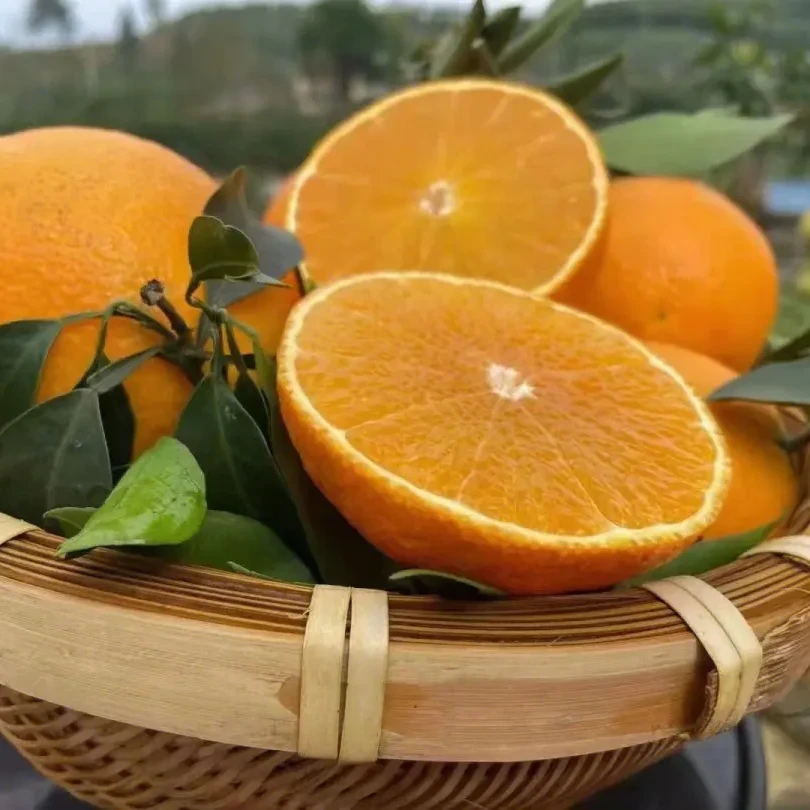 新鲜多汁爱媛果冻橙-果园现采现发鲜甜好吃