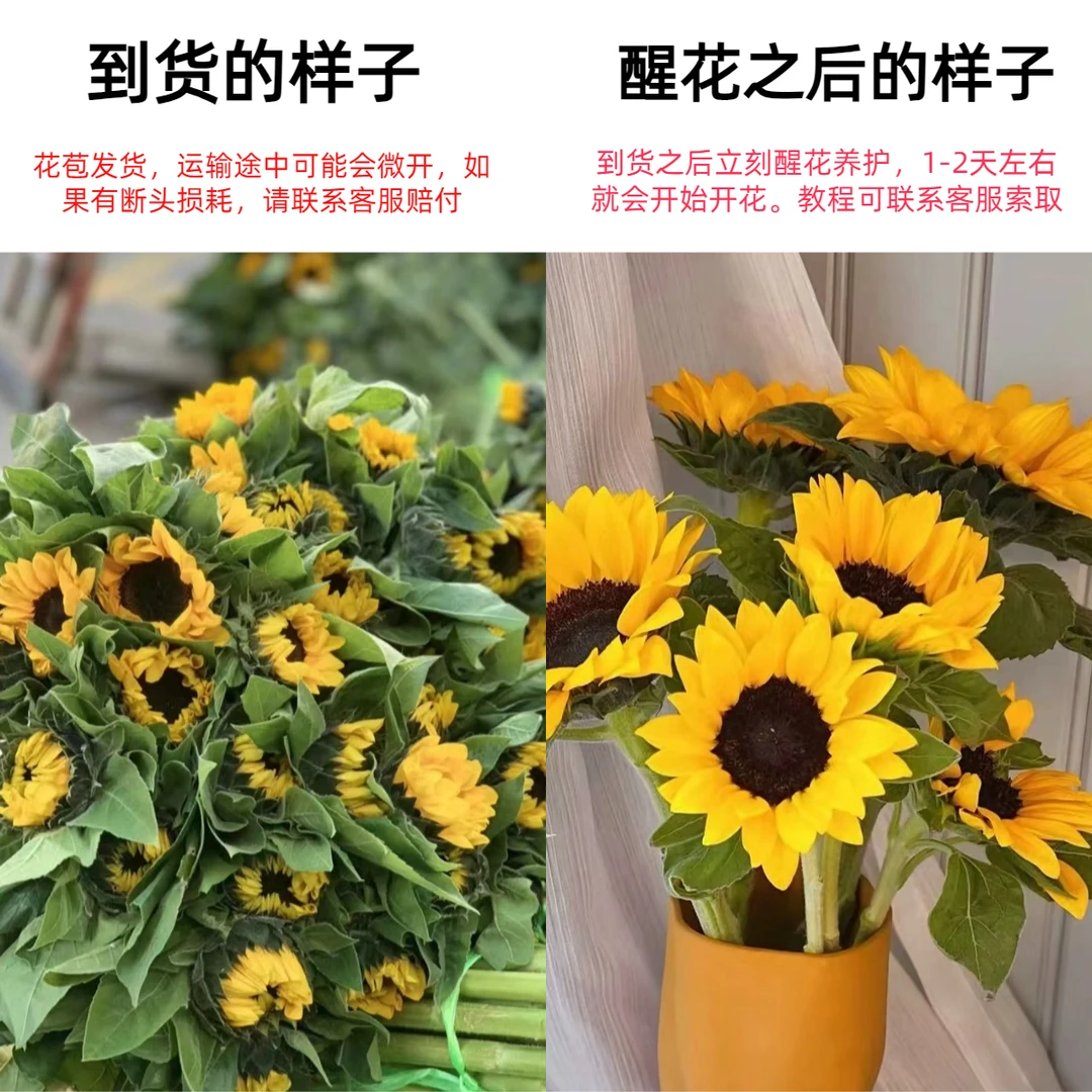 向日葵5枝 中小花苞！花苞发货 收到先醒花，一定要看养护教程