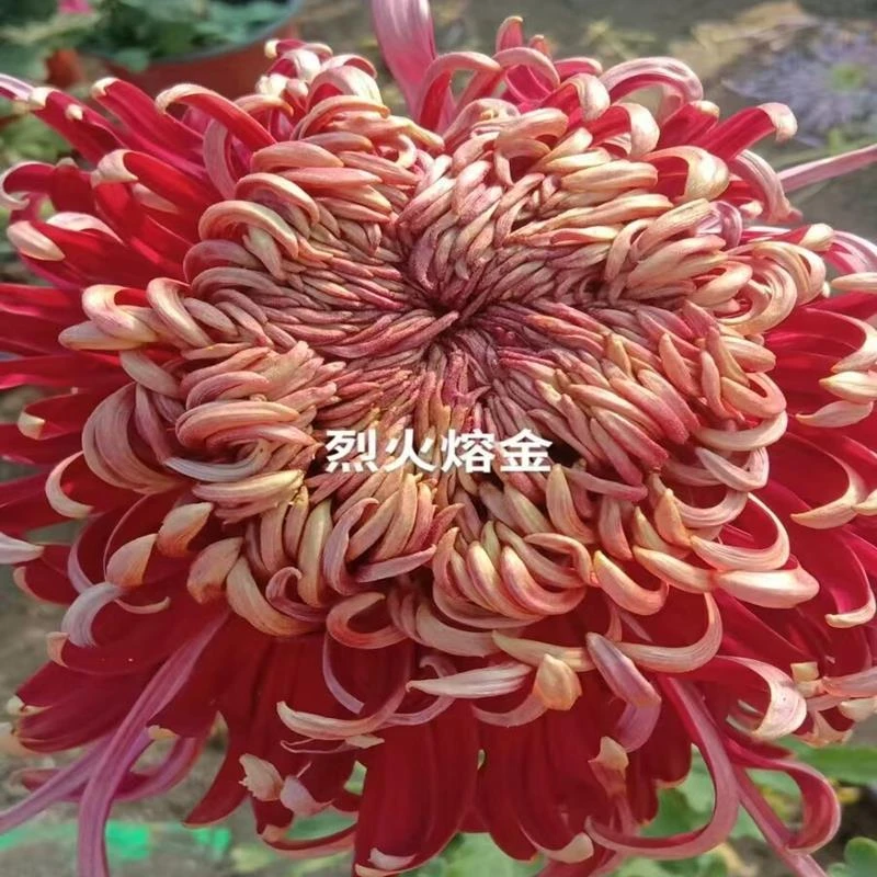 【烈火溶金】菊花九月菊阳台庭院盆栽地栽四季种植好养易活