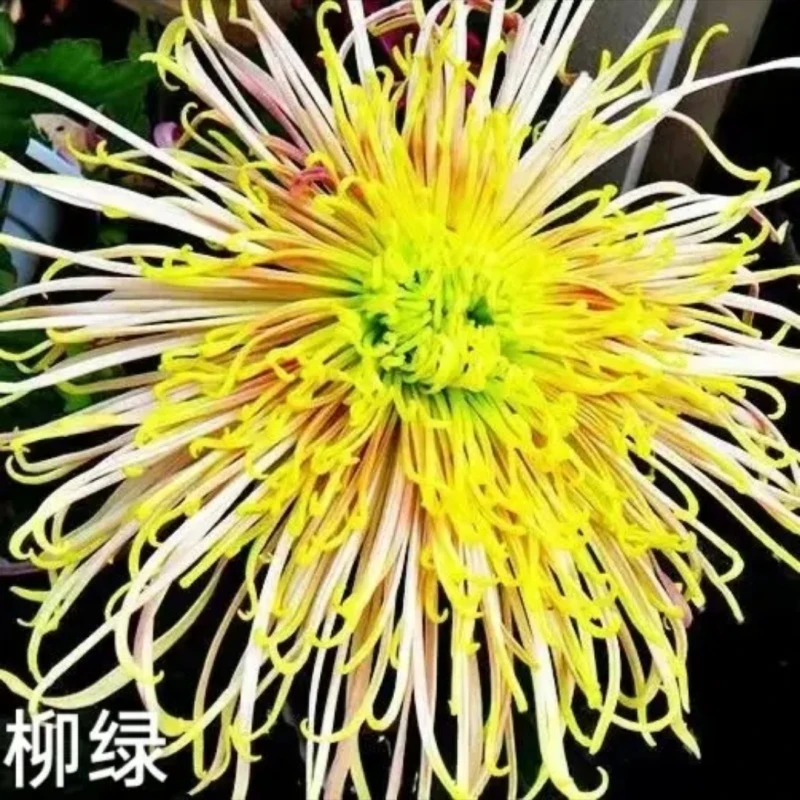 【桃红柳绿】菊花九月菊阳台庭院盆栽地栽四季种植好养易活