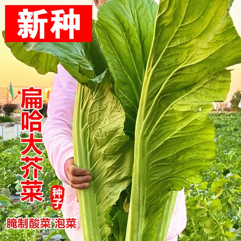 【全店满五元包邮】扁哈甜芥菜种子芥菜种子家庭菜园蔬菜种子