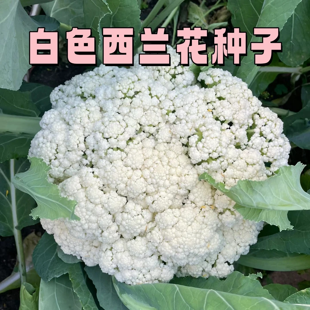 【全店满五元包邮】白雪花菜种籽花椰菜种孑西蓝花籽蔬菜种籽