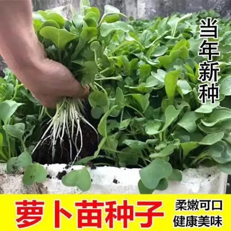萝卜菜种籽专吃萝卜苗种子四季阳台盆栽小萝卜青菜籽种蔬菜种孑